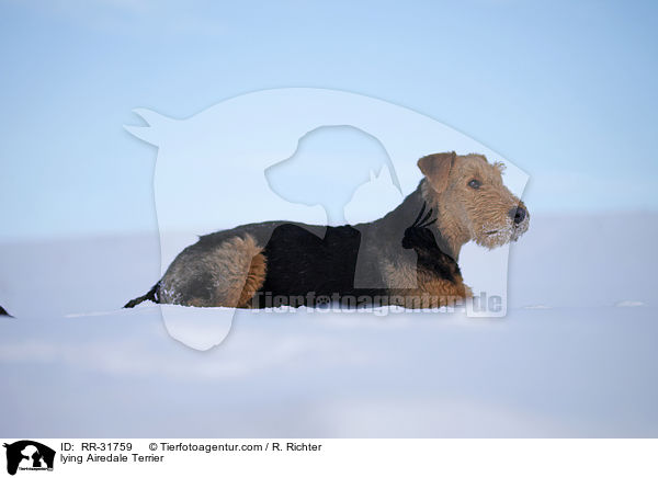 liegender Airedale Terrier / lying Airedale Terrier / RR-31759