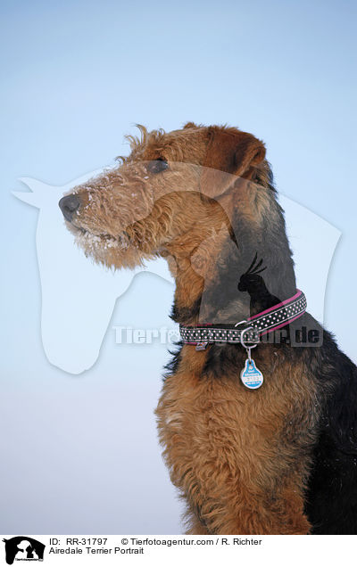 Airedale Terrier Portrait / Airedale Terrier Portrait / RR-31797