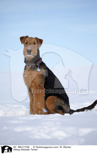 sitzender Airedale Terrier / sitting Airedale Terrier / RR-31799