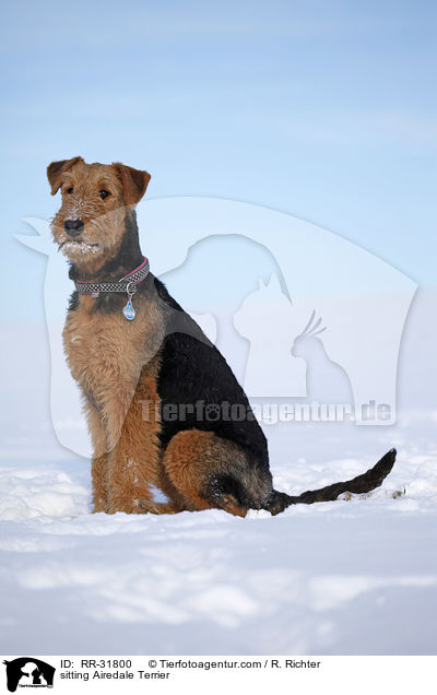 sitzender Airedale Terrier / sitting Airedale Terrier / RR-31800