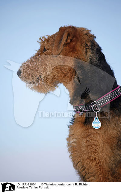 Airedale Terrier Portrait / Airedale Terrier Portrait / RR-31801