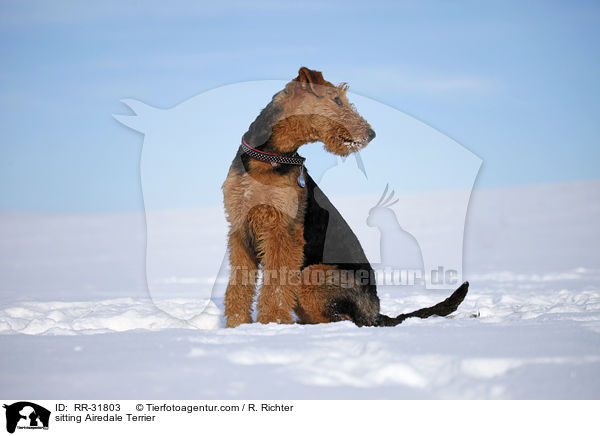 sitzender Airedale Terrier / sitting Airedale Terrier / RR-31803