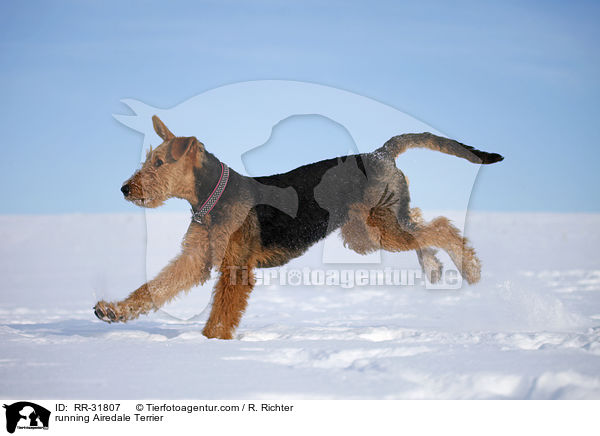 rennender Airedale Terrier / running Airedale Terrier / RR-31807