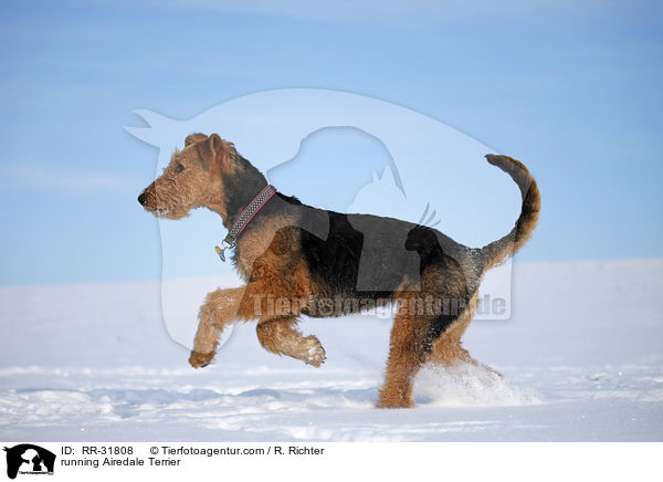 rennender Airedale Terrier / running Airedale Terrier / RR-31808