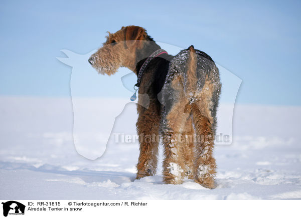 Airedale Terrier im Schnee / Airedale Terrier in snow / RR-31815