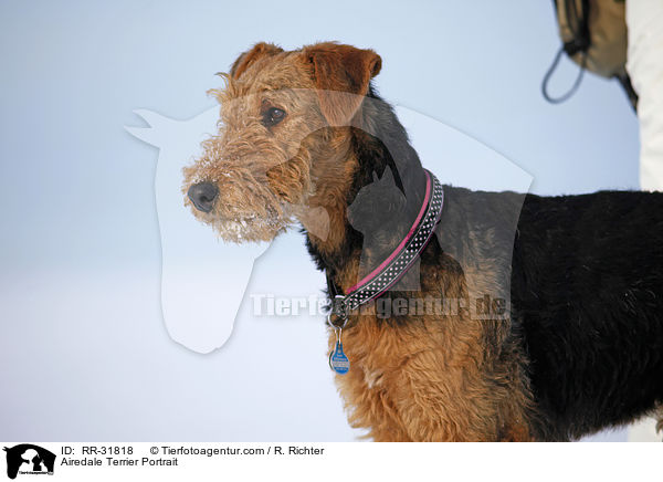 Airedale Terrier Portrait / Airedale Terrier Portrait / RR-31818
