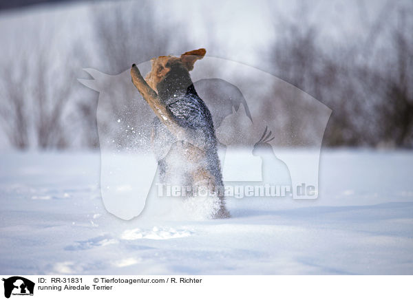 rennender Airedale Terrier / running Airedale Terrier / RR-31831