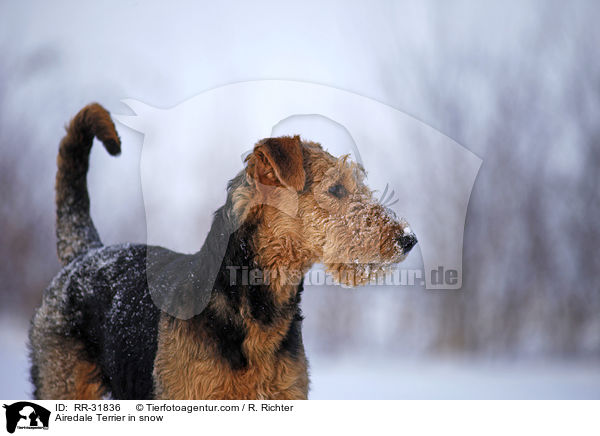 Airedale Terrier in Schnee / Airedale Terrier in snow / RR-31836