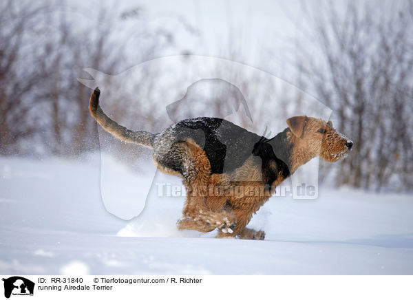 rennender Airedale Terrier / running Airedale Terrier / RR-31840