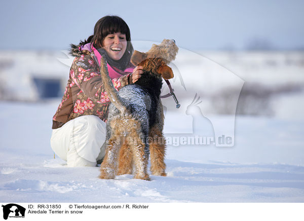 Airedale Terrier in Schnee / Airedale Terrier in snow / RR-31850