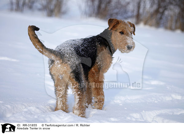 Airedale Terrier im Schnee / Airedale Terrier in snow / RR-31855