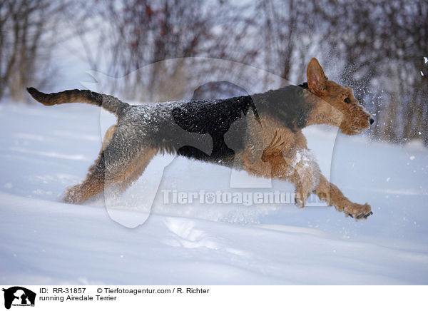 rennender Airedale Terrier / running Airedale Terrier / RR-31857