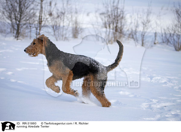 rennender Airedale Terrier / running Airedale Terrier / RR-31860