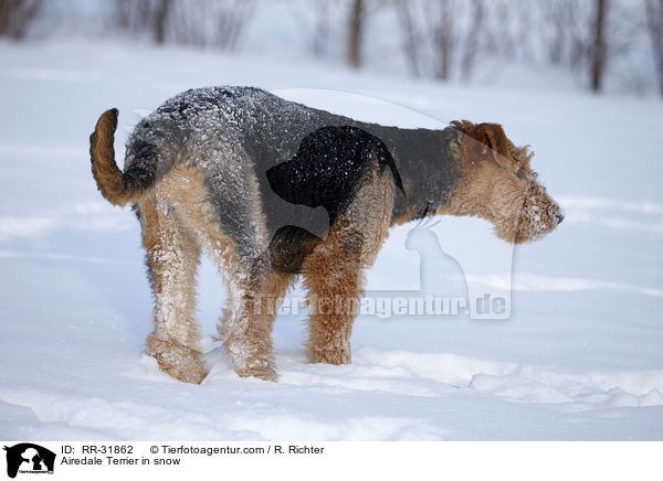 Airedale Terrier im Schnee / Airedale Terrier in snow / RR-31862