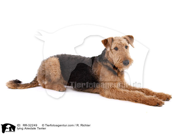 liegender Airedale Terrier / lying Airedale Terrier / RR-32249