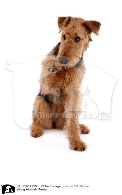 sitzender Airedale Terrier / sitting Airedale Terrier / RR-32255