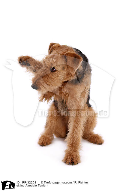 sitzender Airedale Terrier / sitting Airedale Terrier / RR-32258