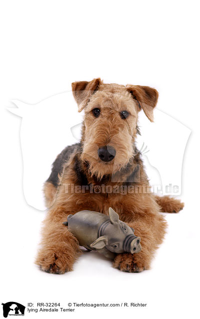 liegender Airedale Terrier / lying Airedale Terrier / RR-32264