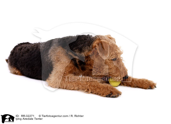 liegender Airedale Terrier / lying Airedale Terrier / RR-32271