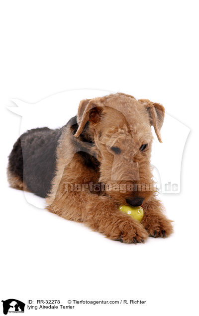liegender Airedale Terrier / lying Airedale Terrier / RR-32278