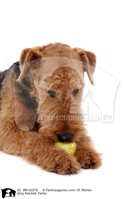 liegender Airedale Terrier / lying Airedale Terrier / RR-32279