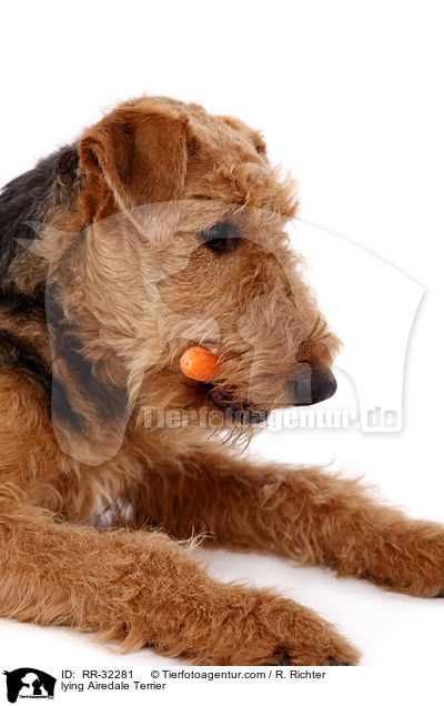 liegender Airedale Terrier / lying Airedale Terrier / RR-32281