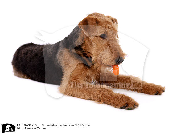 liegender Airedale Terrier / lying Airedale Terrier / RR-32282