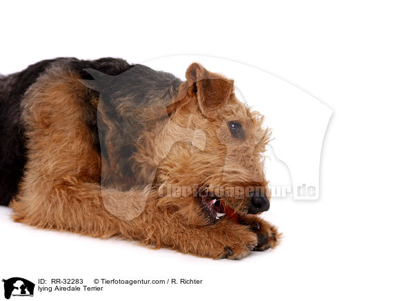 liegender Airedale Terrier / lying Airedale Terrier / RR-32283