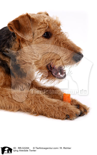 liegender Airedale Terrier / lying Airedale Terrier / RR-32284