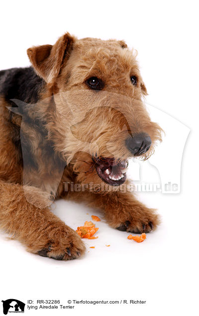 liegender Airedale Terrier / lying Airedale Terrier / RR-32286