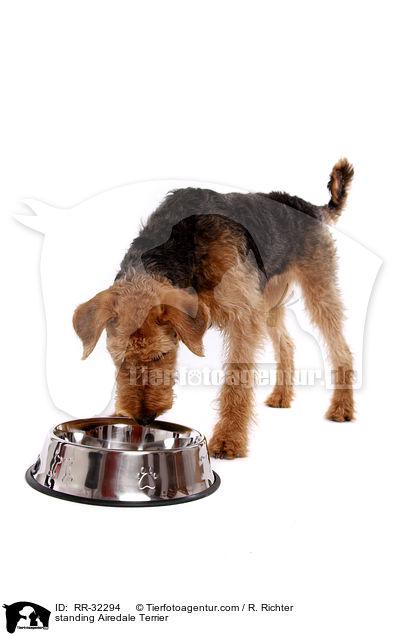 stehender Airedale Terrier / standing Airedale Terrier / RR-32294