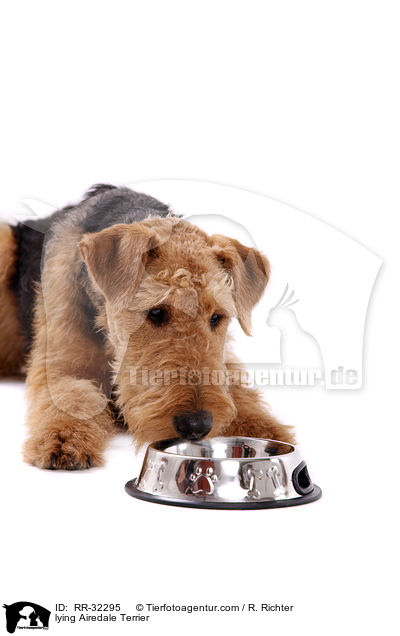 liegender Airedale Terrier / lying Airedale Terrier / RR-32295