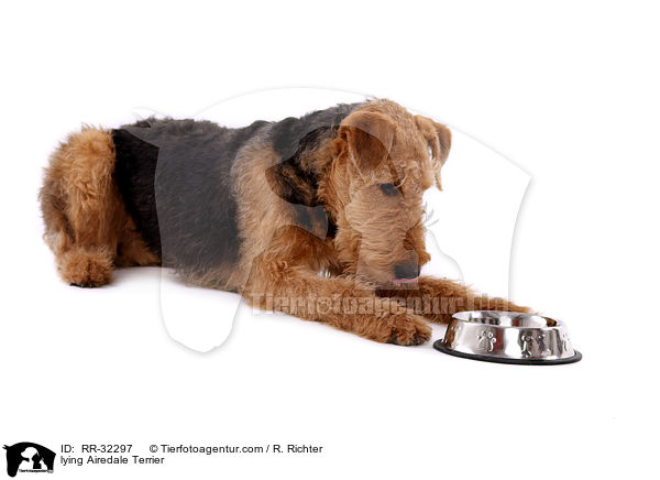liegender Airedale Terrier / lying Airedale Terrier / RR-32297