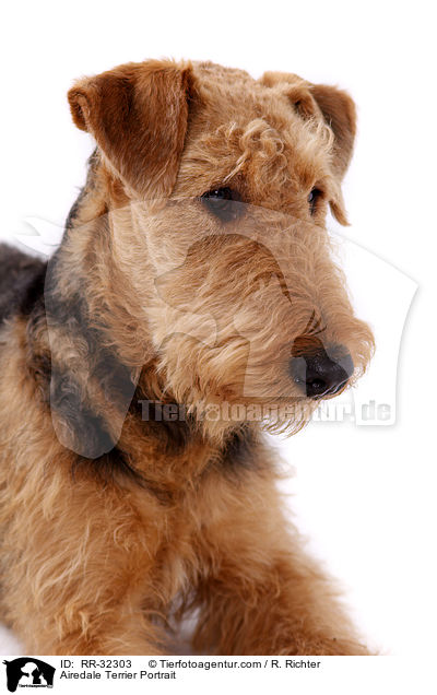 Airedale Terrier Portrait / Airedale Terrier Portrait / RR-32303