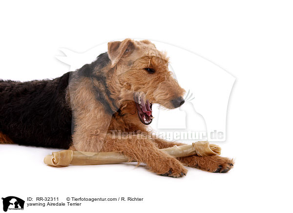 ghnender Airedale Terrier / yawning Airedale Terrier / RR-32311