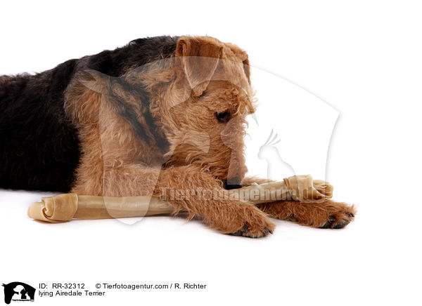 liegender Airedale Terrier / lying Airedale Terrier / RR-32312