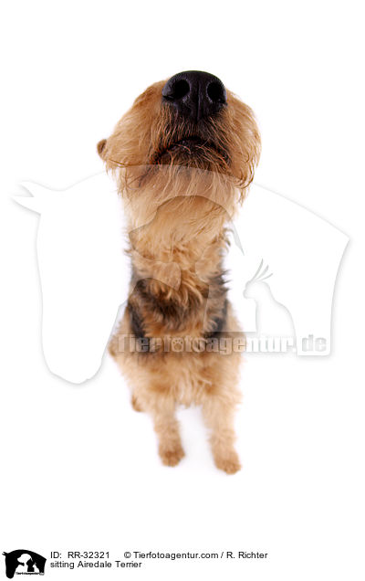 sitzender Airedale Terrier / sitting Airedale Terrier / RR-32321
