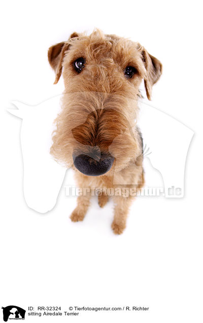 sitzender Airedale Terrier / RR-32324
