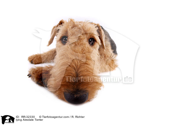 lying Airedale Terrier / RR-32330