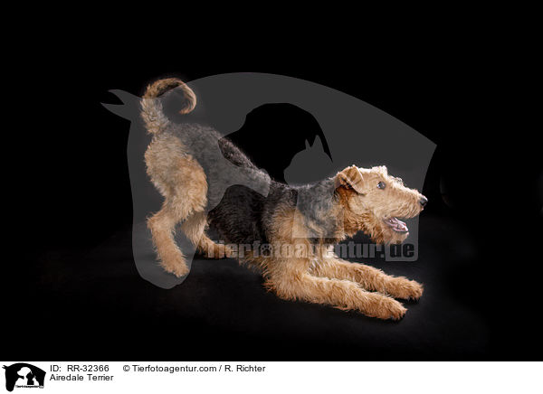 Airedale Terrier / Airedale Terrier / RR-32366