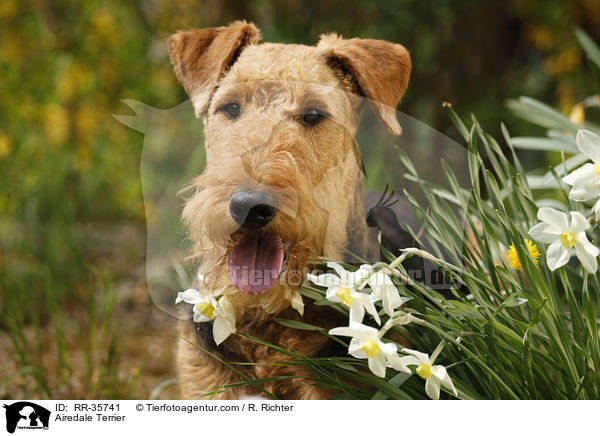 Airedale Terrier / Airedale Terrier / RR-35741