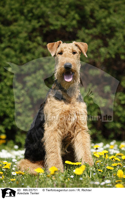 Airedale Terrier / Airedale Terrier / RR-35751