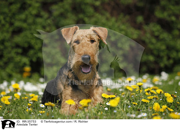 Airedale Terrier / Airedale Terrier / RR-35753