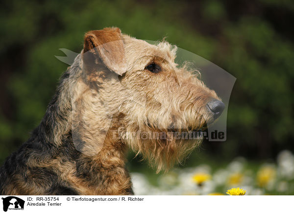Airedale Terrier / Airedale Terrier / RR-35754