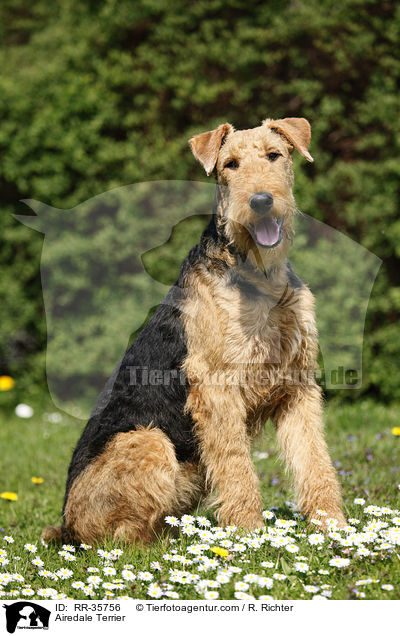 Airedale Terrier / Airedale Terrier / RR-35756