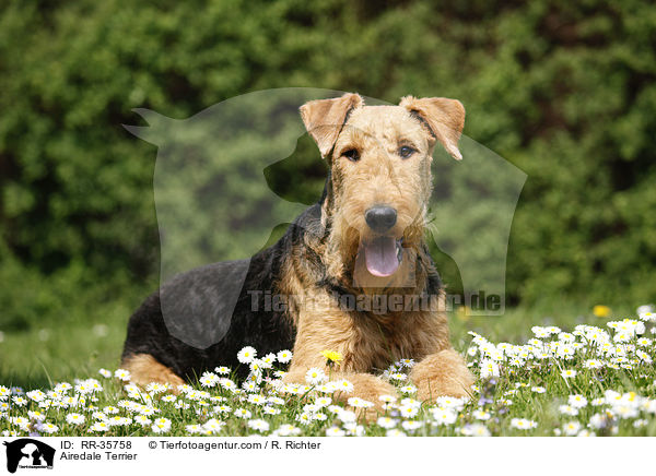 Airedale Terrier / Airedale Terrier / RR-35758