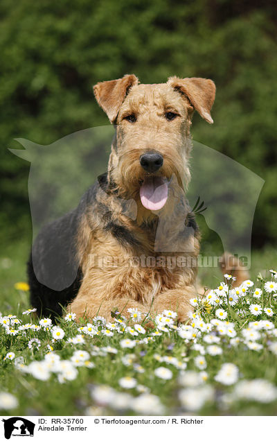 Airedale Terrier / Airedale Terrier / RR-35760