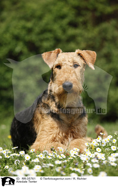 Airedale Terrier / Airedale Terrier / RR-35761