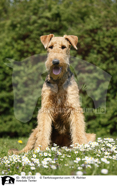 Airedale Terrier / Airedale Terrier / RR-35763