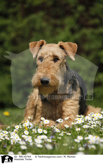Airedale Terrier / Airedale Terrier / RR-35764